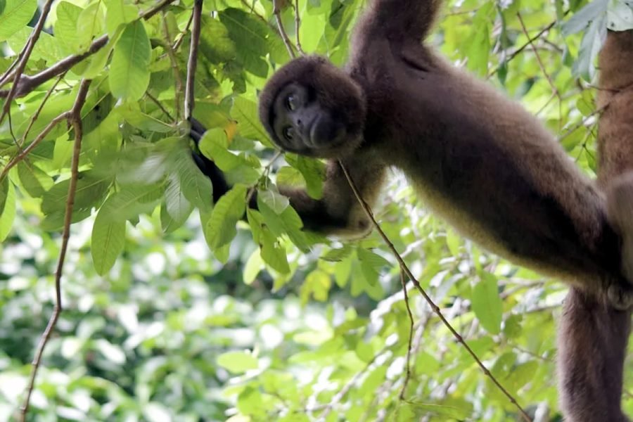 Amazon Escape: 2-Day / 1-Night Eco-Lodge Adventure