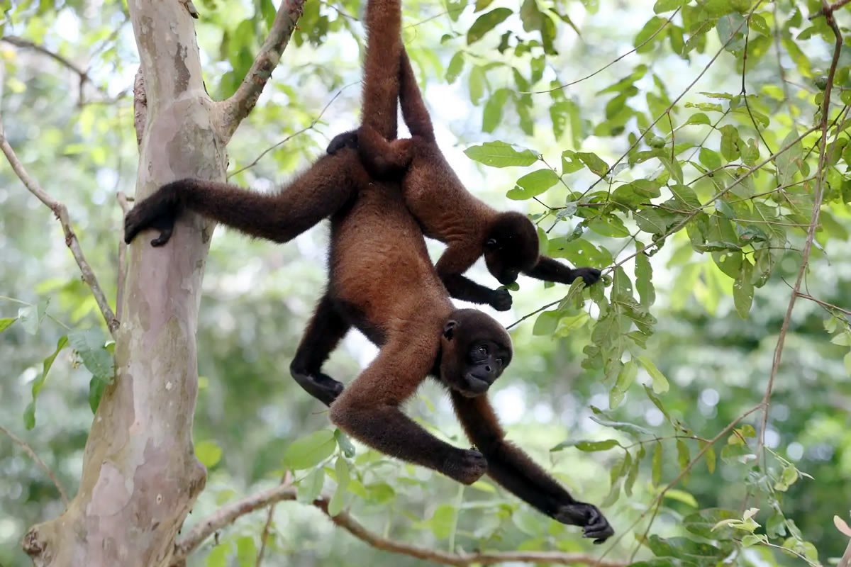 Amazon & Andes Expeditions