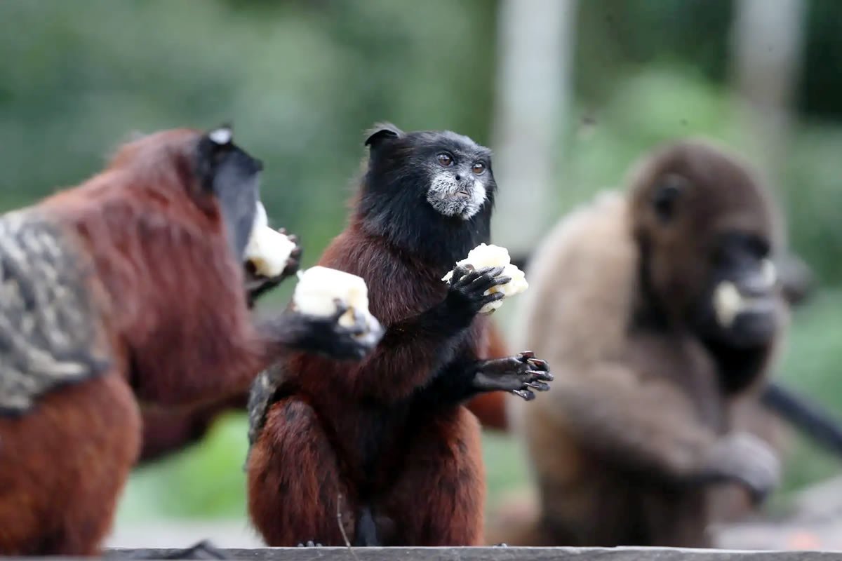 Amazon & Andes Expeditions