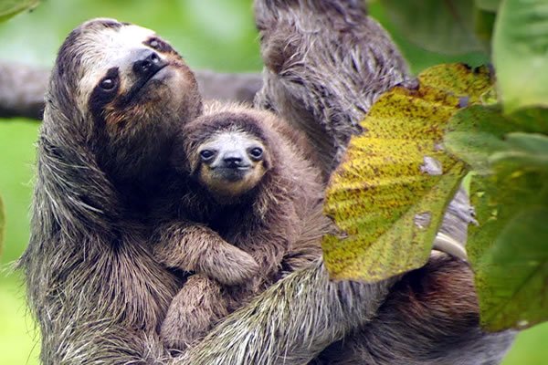 12:30 pm Wildlife Rescue Center “El Encanto de Rony”