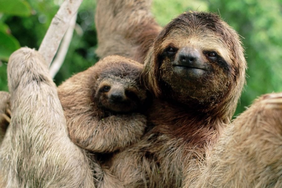 Amazon’s “Enchanted Wonder”: 4-Day / 3-Night High-Water Eco-Lodge Tour