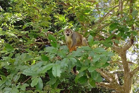 Amazon Discovery: 3-Day / 2-Night Eco-Lodge Adventure