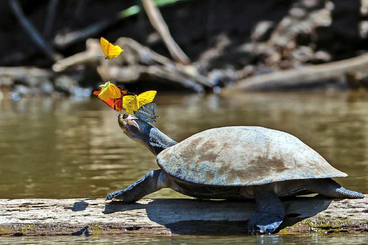 Amazon & Andes Expeditions