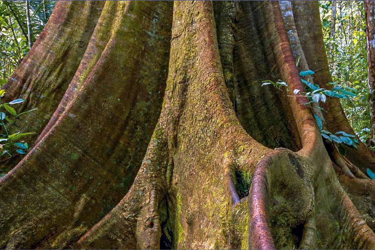 Amazon & Andes Expeditions