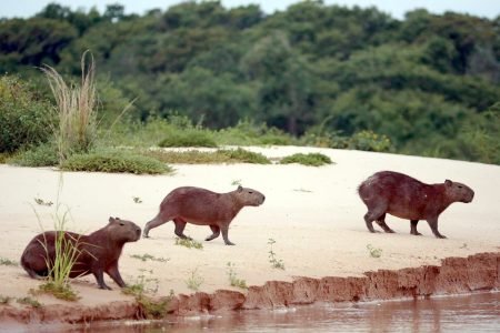 Amazon’s “Enchanted Wonder”: 4-Day / 3-Night Low-Water Eco-Lodge Tour