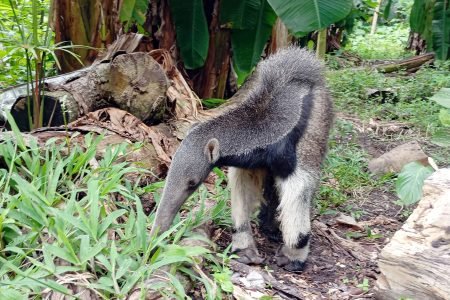 Amazon Eco-Lodge Adventure: Mysterious Yanayacu (5-Day / 4-Night)