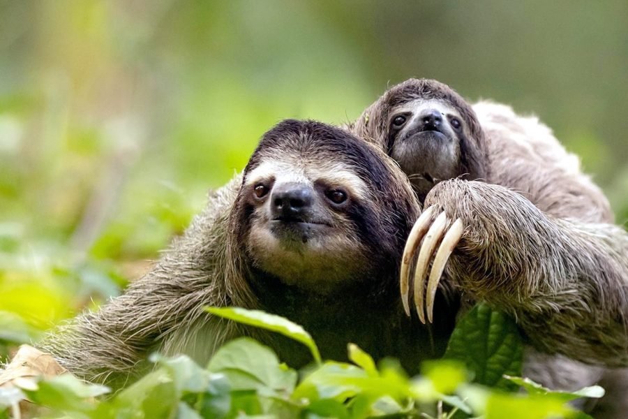 Pacaya Samiria National Park: 4-Day / 3-Night Deep Jungle Expedition