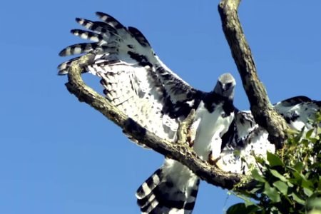 Pacaya Samiria National Park: 5-Day / 4-Night Ultimate Wildlife Experience