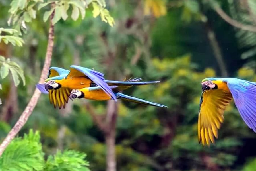 Pacaya Samiria National Park: 3-Day / 2-Night Amazon Camping Adventure